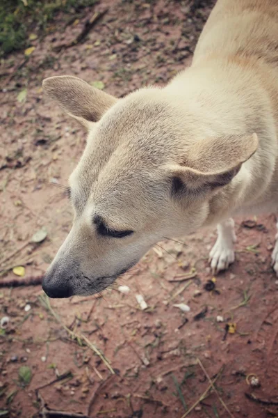 Hond op zoek in het park — Stockfoto