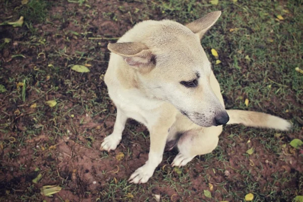 Dog looking in the park — Stock Photo, Image