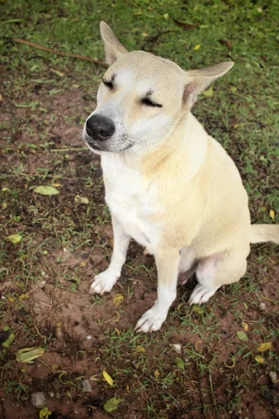 Hond op zoek in het park — Stockfoto