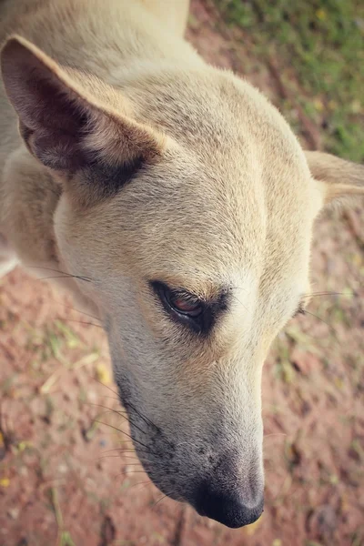 Dog looking in the park — Stock Photo, Image