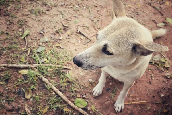 Cão olhando no parque — Fotografia de Stock