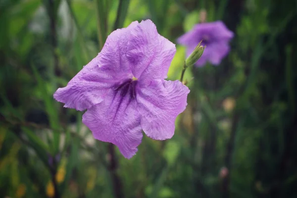 Flor púrpura en el árbol — Foto de Stock