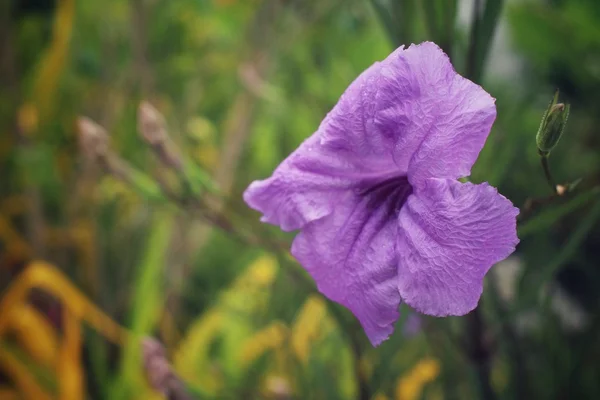 Flor púrpura en el árbol — Foto de Stock