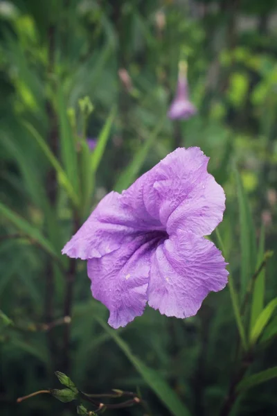 Fiore viola su albero — Foto Stock