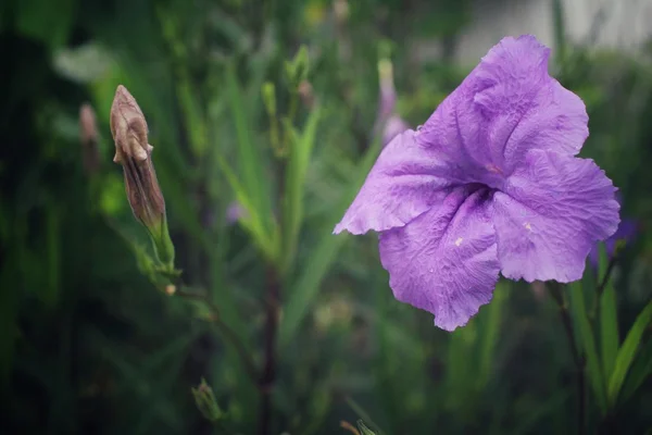 Fiore viola su albero — Foto Stock