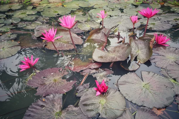 Lotus λουλούδια — Φωτογραφία Αρχείου