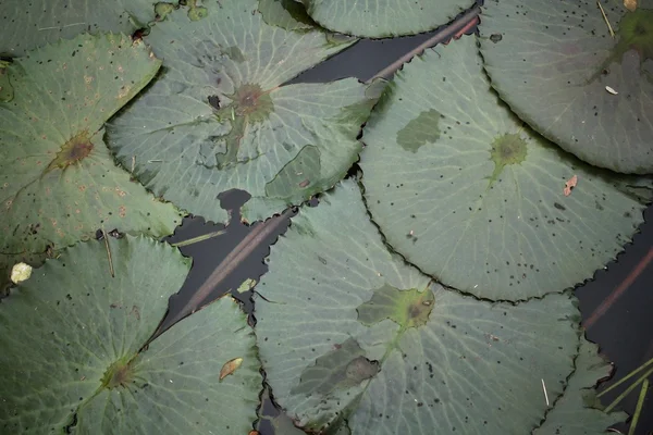 로터스 잎 — 스톡 사진