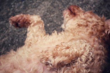 köpek ayak