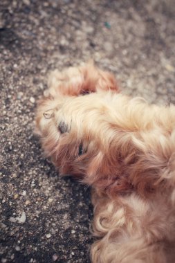 köpek ayak