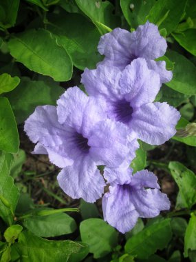 Ağaç üzerinde mor çiçek