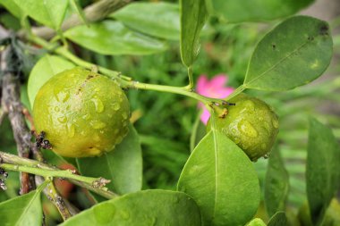 Ağaçtaki portakal meyvesi