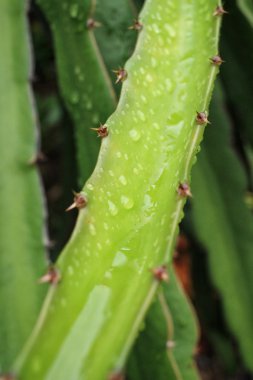 ejderha meyve ağacı