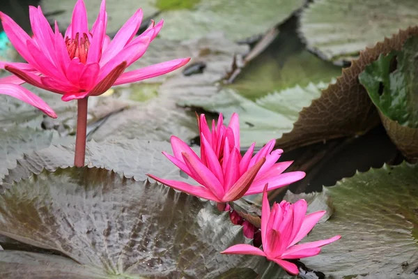 Roze lotusbloemen — Stockfoto