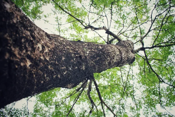 Arbre dans la forêt — Photo