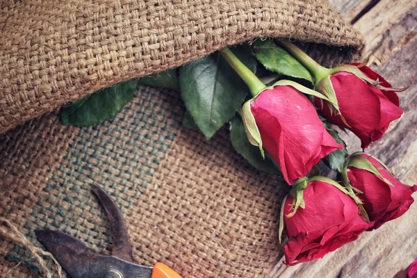 Mujer haciendo ramo con rosas rojas flor —  Fotos de Stock