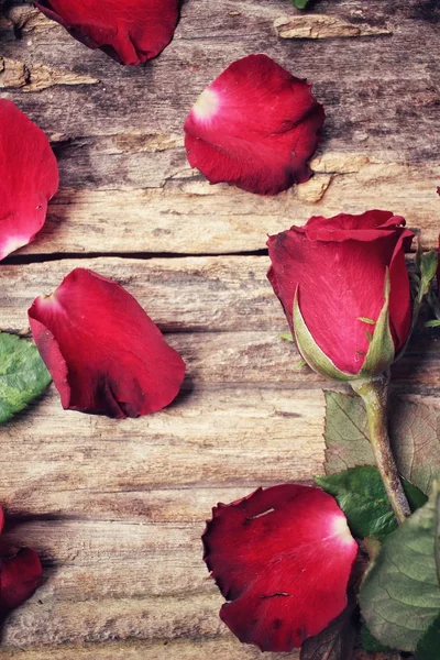 Pétalos de rosas rojas —  Fotos de Stock