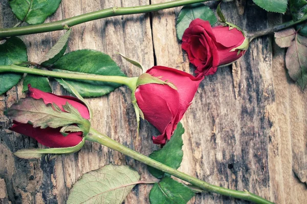 Rosas vermelhas — Fotografia de Stock