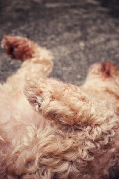 Pé de cão — Fotografia de Stock