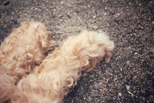 Dog foot — Stock Photo, Image