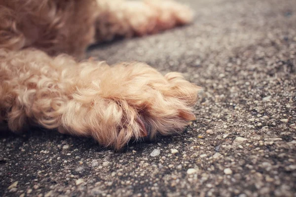 Hond voet — Stockfoto