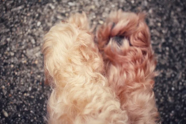 Piede del cane — Foto Stock
