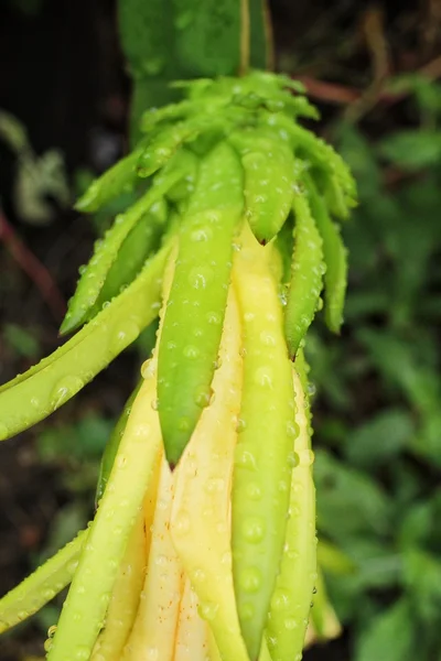 Árbol de fruta del dragón — Foto de Stock