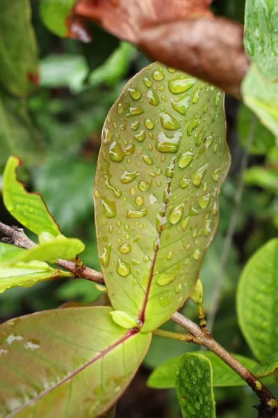 Капля воды на листьях — стоковое фото