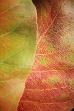 Kurutulmuş Yapraklar