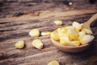 Taze mısır tohumları