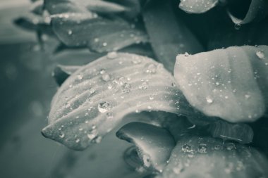 Damla su ile eğreltiotu yaprakları