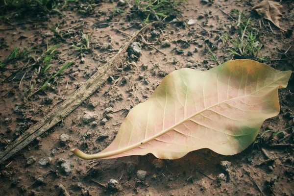 Feuilles séchées — Photo