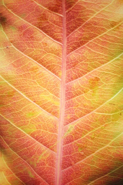 Suszonych liści — Zdjęcie stockowe