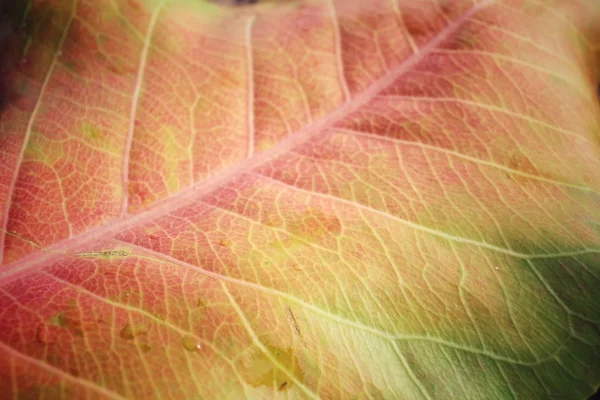 마른된 잎 — 스톡 사진