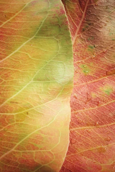 乾燥葉 — ストック写真