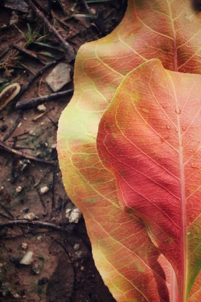 Αποξηραμένα φύλλα — Φωτογραφία Αρχείου