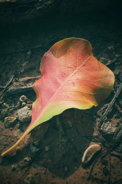 Dried leaves — Stock Photo, Image