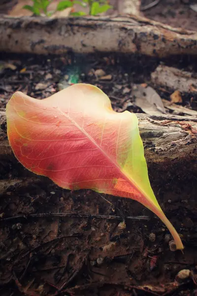 Feuilles séchées — Photo