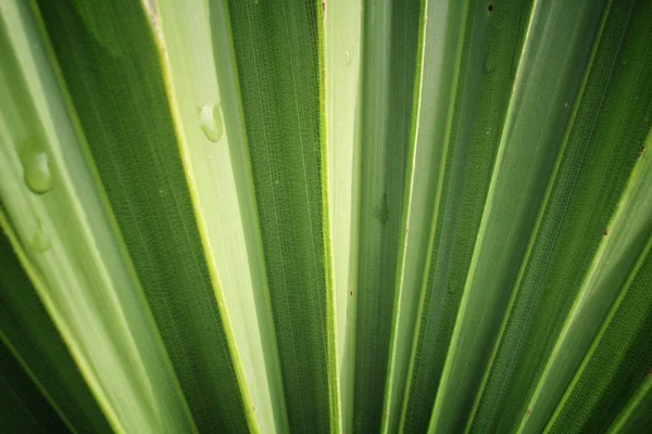 Folhas de palma . — Fotografia de Stock