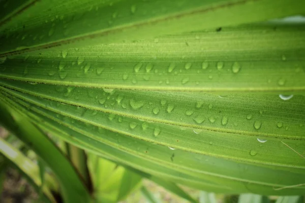 Palm leaves with drip water — Stock Photo, Image