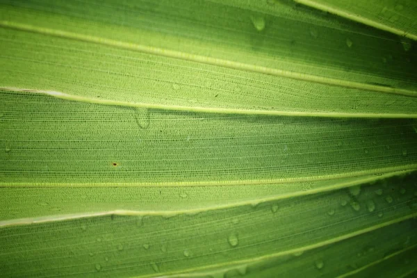 Palm lämnar med DROPP vatten — Stockfoto