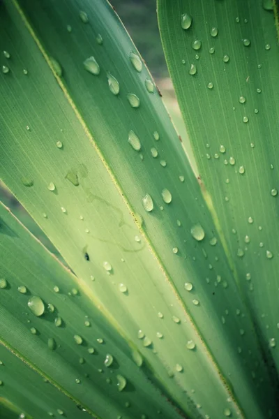 Palm leaves with drip water — Stock Photo, Image