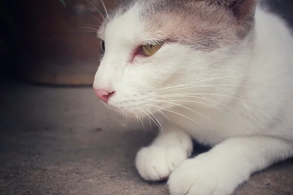 Gato mirando —  Fotos de Stock