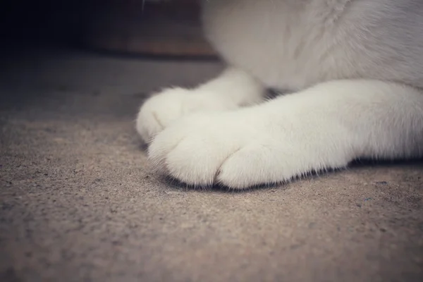 cat feet