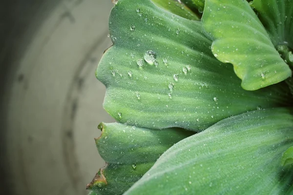 Foglie di felce con acqua gocciolata — Foto Stock