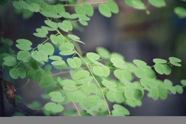 yeşil yaprakları sonbaharda