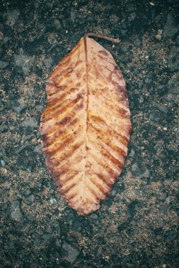 Kurutulmuş Yapraklar