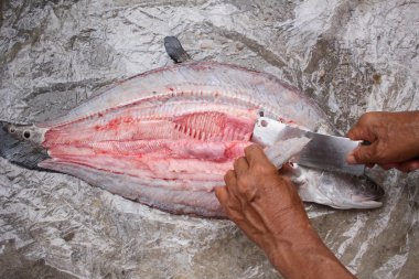 Çiğ taze balık fileto