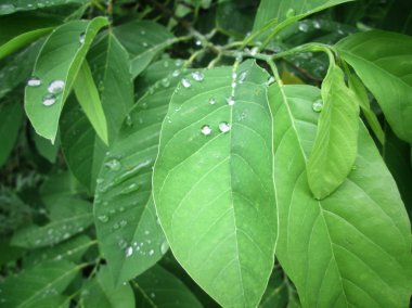 Yaprağın üzerine su damlası