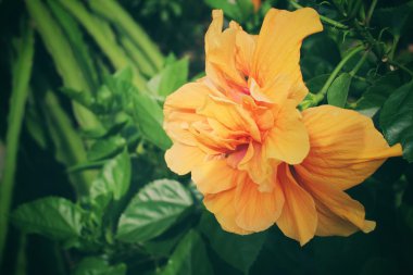 Hibiscus çiçek - portakal çiçeği