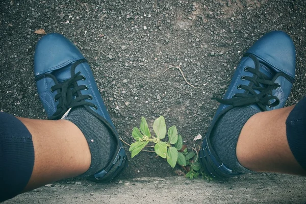 Sneakers med växt — Stockfoto